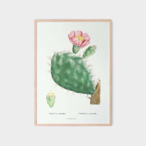 Hoa-xuong-rong-1799-do-web-res Hoa Xương Rồng 1799 Đỏ