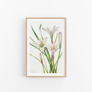 Hoa-loa-ken-test-size BST. Mary Vaux Walcott No.01 Hoa Loa Kèn Trắng