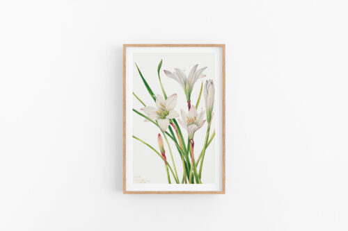 Hoa-loa-ken-test-size BST. Mary Vaux Walcott No.01 Hoa Loa Kèn Trắng