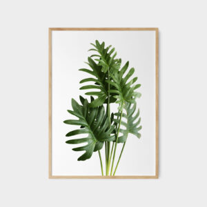 la-cay-Philodendron-xanadu-web-res Lá Cây Trầu Bà Cánh Phượng No.1